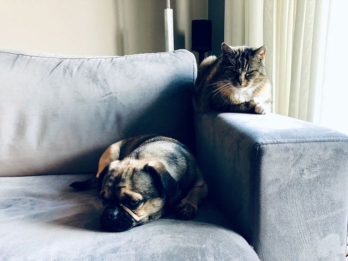 Cat and dog sitting on sofa at home
