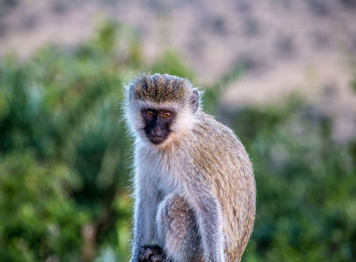 Close-up portrait of monkey