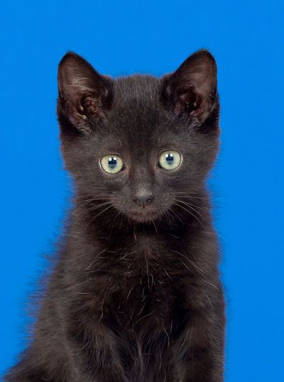 Close-up portrait of cat against blue background