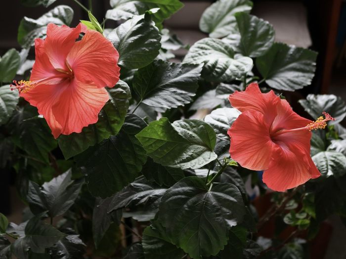 Close-up of red hibiscus on plant
