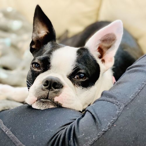 Portrait of dog relaxing outdoors
