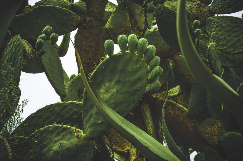 Low angle view of prickly pear cactus
