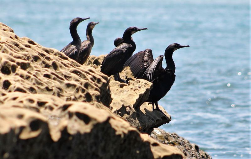 Flock of birds perching on rock by sea