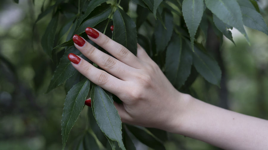Female hand with red nailpolish holding a leaf