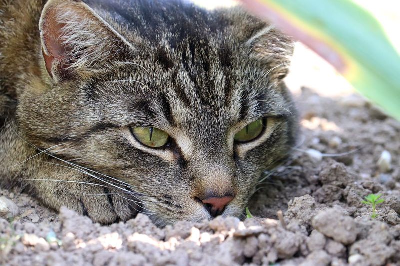 Close-up portrait of a cat