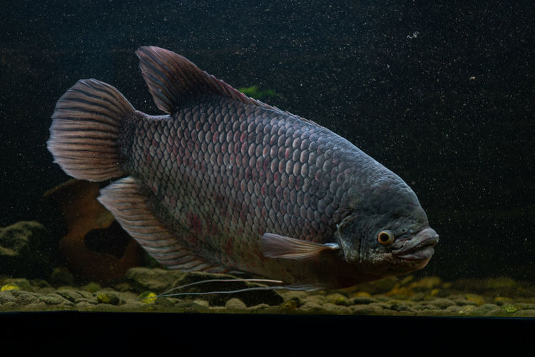 Close-up of fish swimming in aquarium