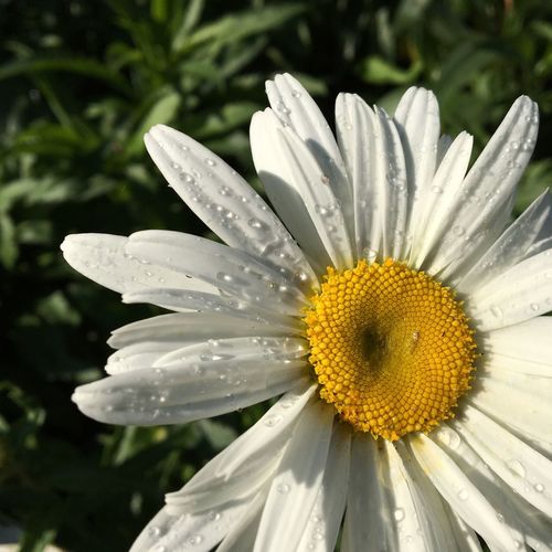 Close-up of raindrops on flower blooming outdoors