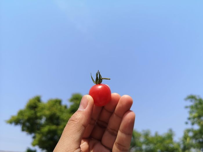 Fingers holding cherry tomato