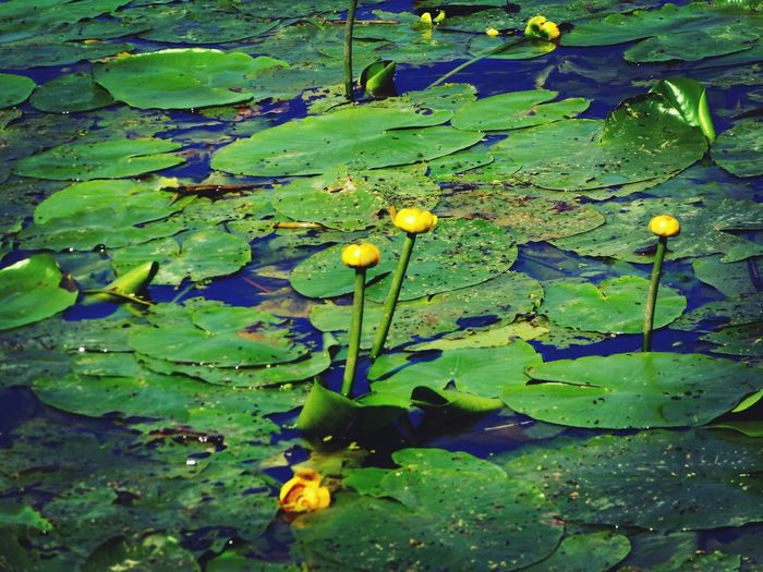Water lily in lake