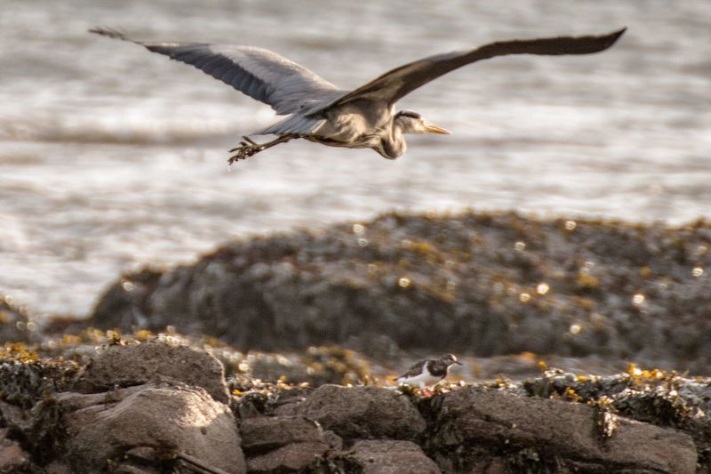 Heron flying over rocks
