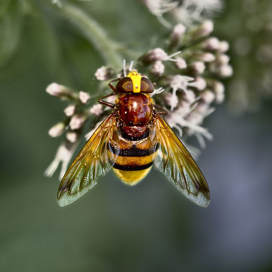 Close-up of hornet mimic hoverfly on flowers