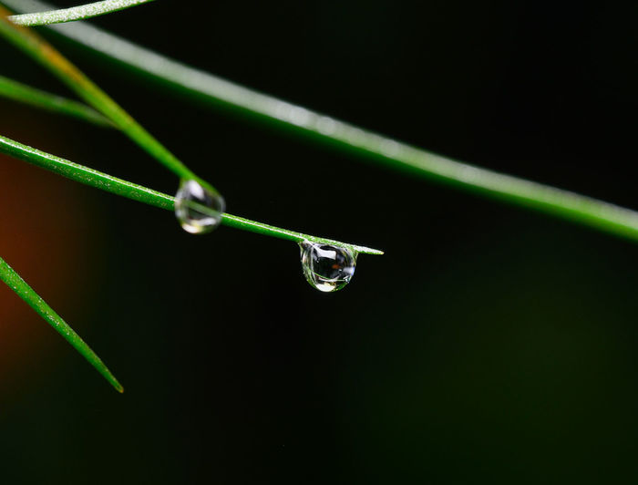 Close-up of water drops on grass against black background