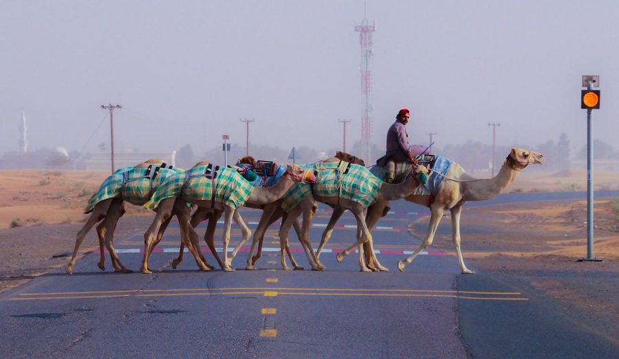 Man crossing road with camels against sky