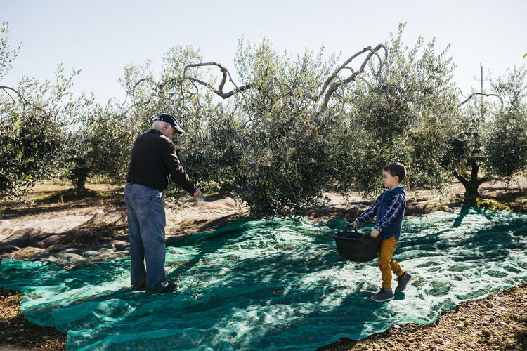 Senior man and grandson harvesting olives together in orchard