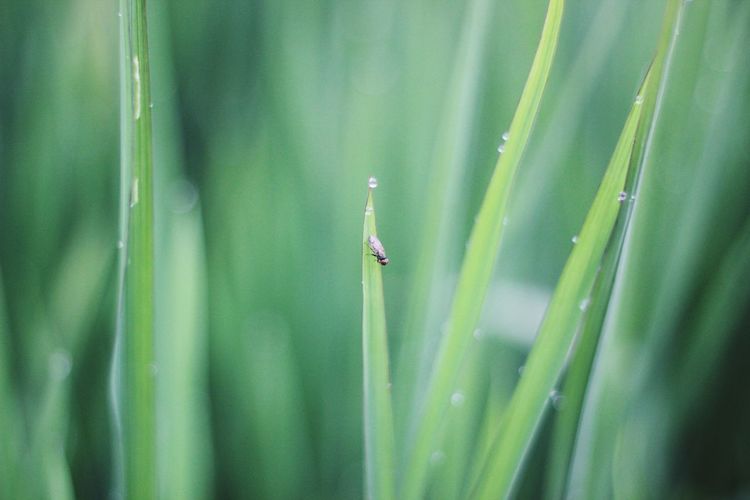 Close-up of insect on wet grass