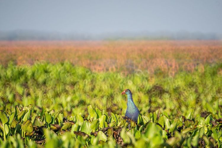Bird perching on a field