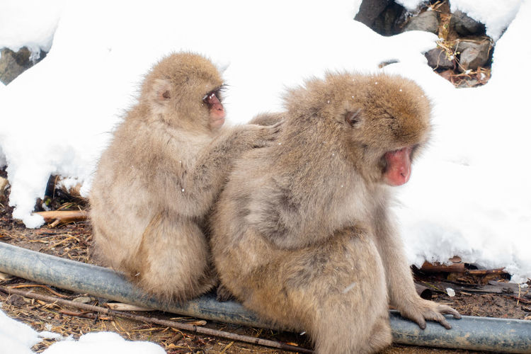 Monkeys sitting on a snow