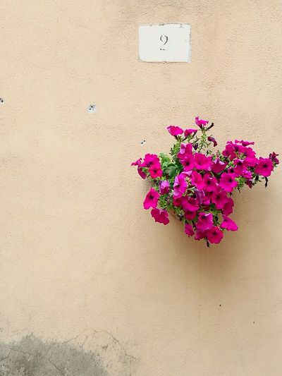 Close-up of pink flowers against wall