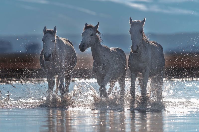 Horses splashing 
