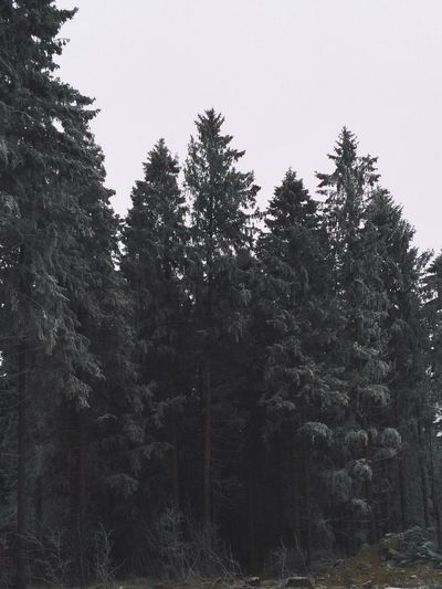 Trees in forest