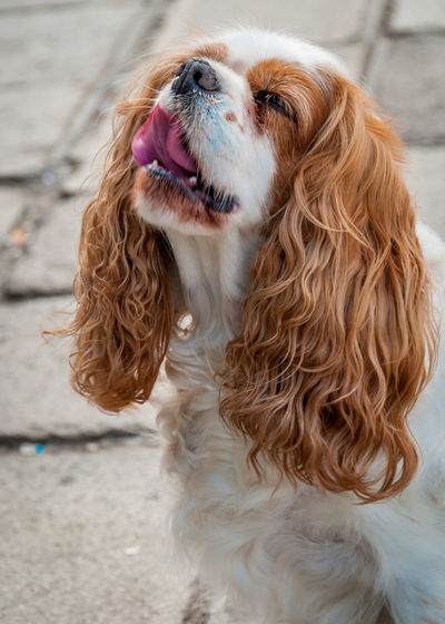 Close-up of spaniel dog with sticking out tongue