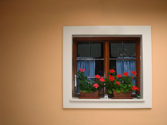 Potted plant against window of building