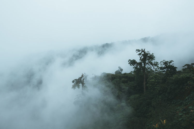 Scenic view of forest during foggy weather
