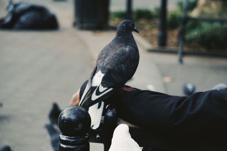 Close-up of pigeon on person hand at park