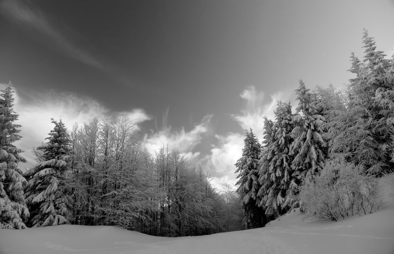 Trees on snow covered land against sky