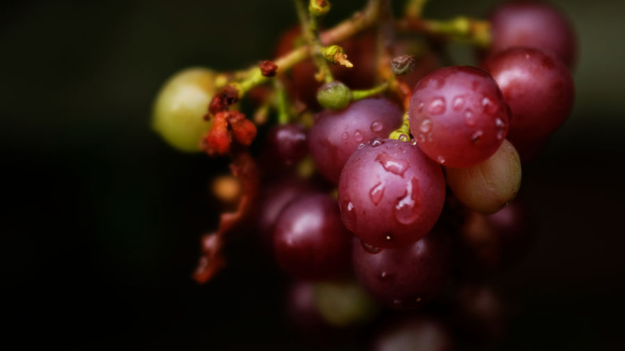 Close-up of wet grapes growing on plant