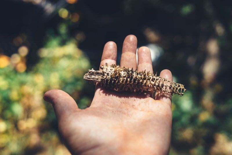 Hand holding found object 