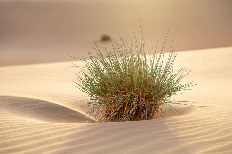 Close-up of wheat growing on desert