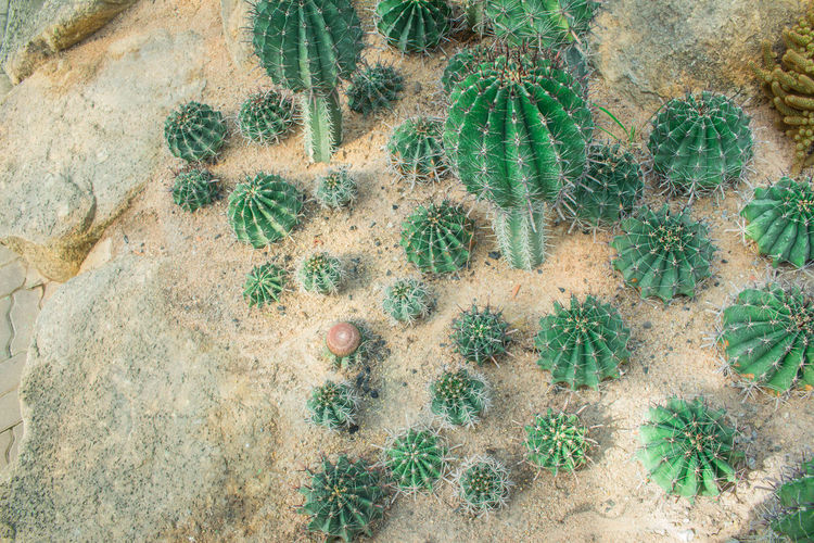 High angle view of cactus plant growing on rock