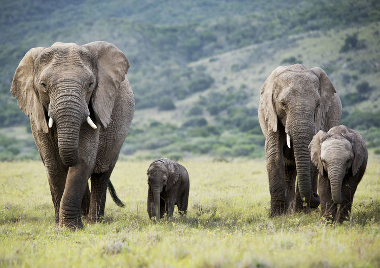 Elephant family walking 