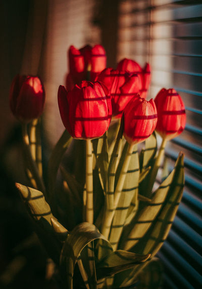 Close-up of red roses
