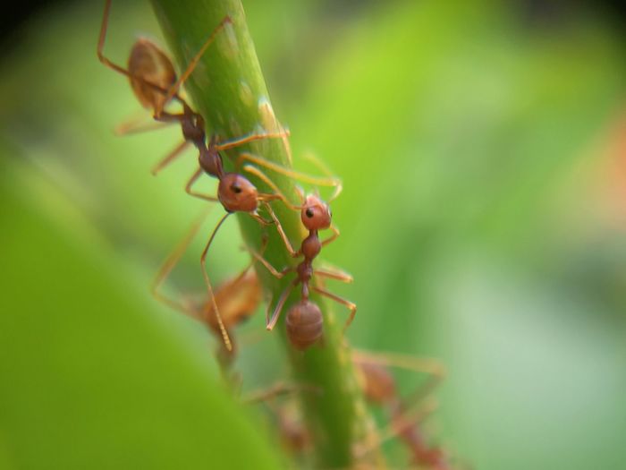 Close-up of ants on plant