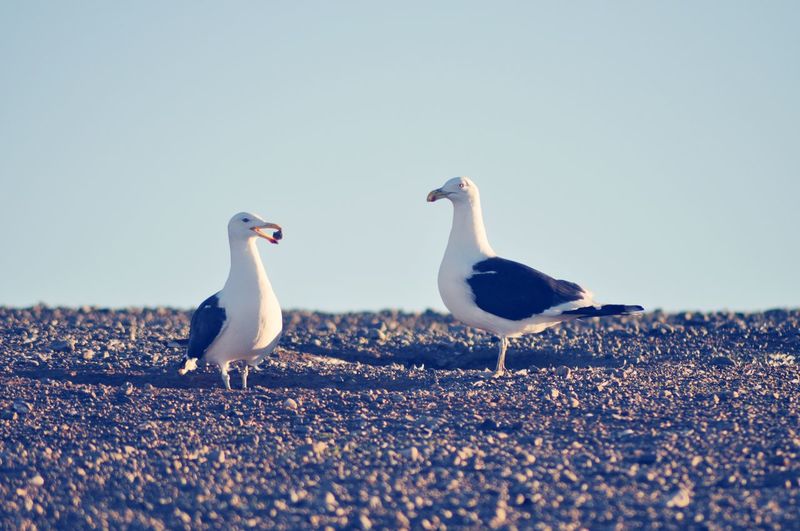 Two seagulls on beach of isla magdalena, chile