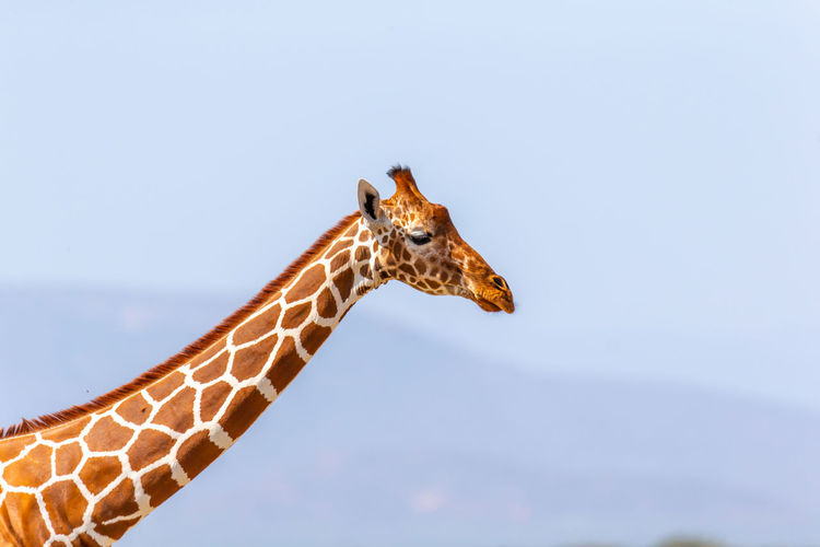 View of giraffe against sky