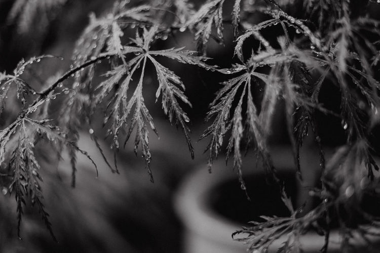 Close-up of snow covered pine tree leaves