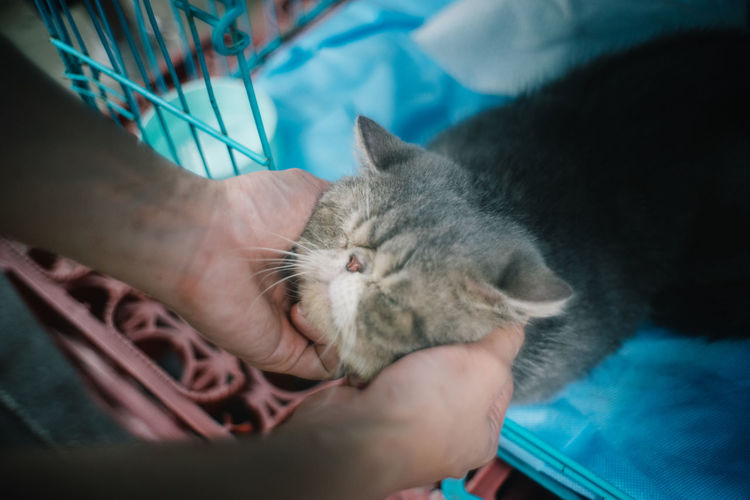 Cat lying on hand