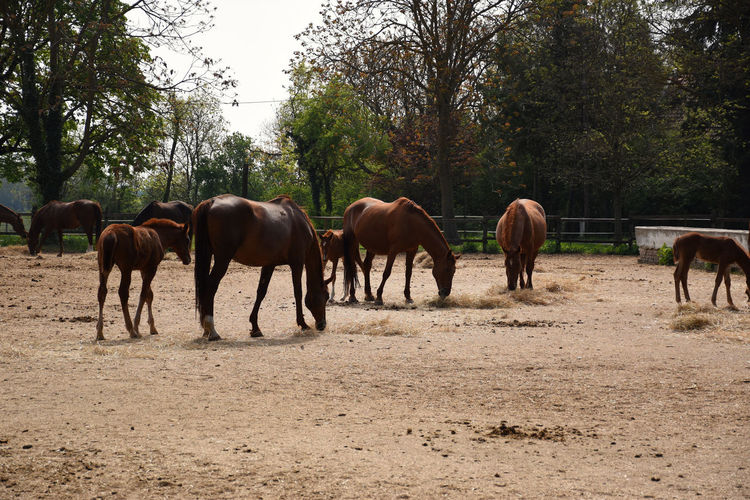 Beautiful hungarian gidran horses and foals in an open, outside barn