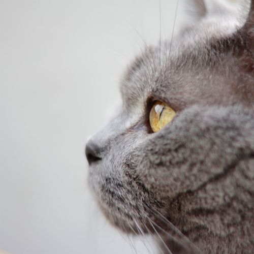 Close-up of british shorthair cat