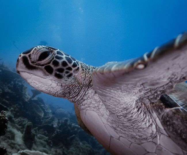 My turttle
