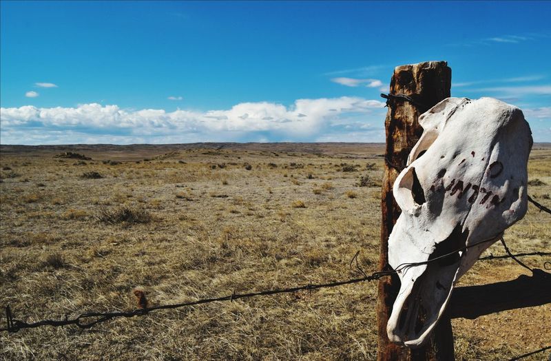 View of an animal skull on fence