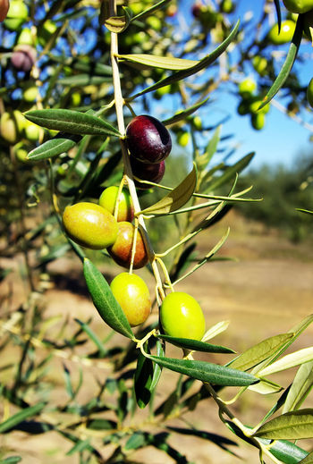 Green olives growing on tree branch
