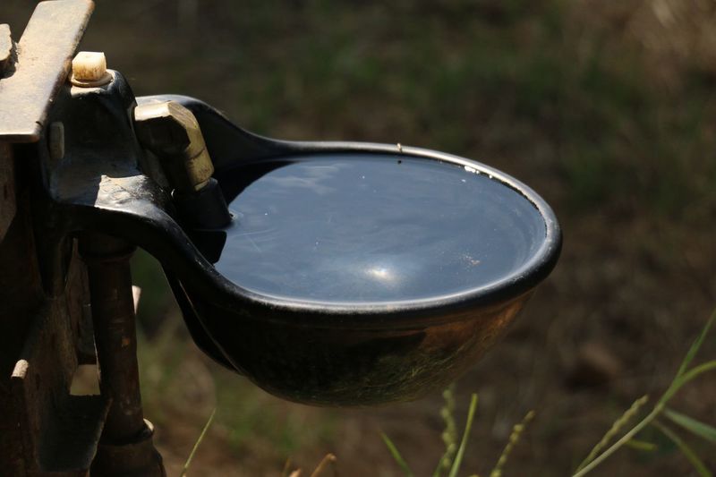 Close up of drinking bowl for cows