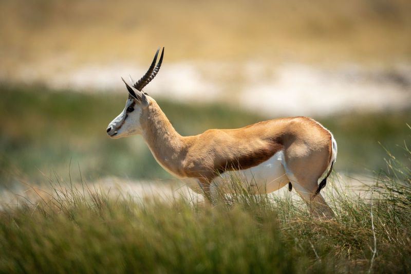Springbok stands in long grass in profile