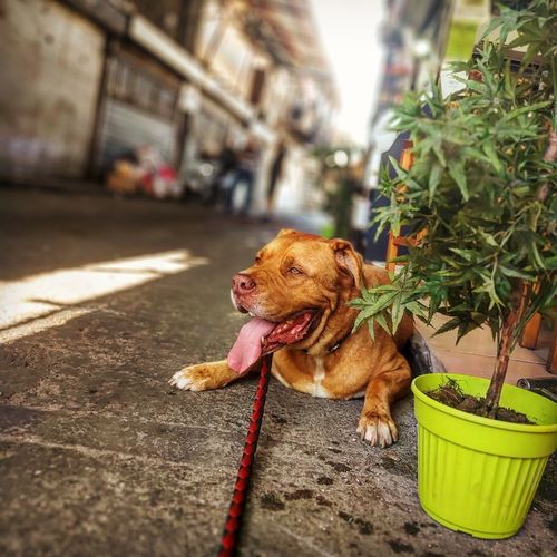 Dog looking away on potted plant