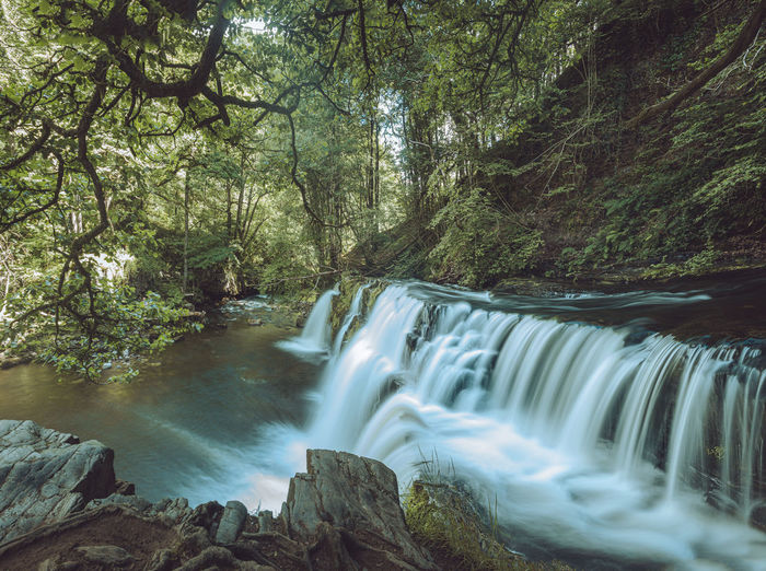 Scenic view of waterfall in forest