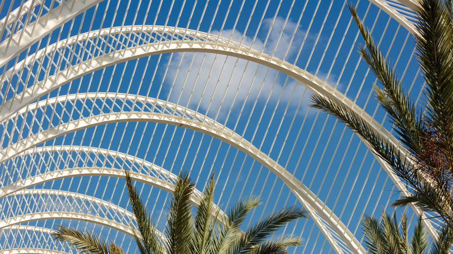 Low angle view of palm trees against blue sky